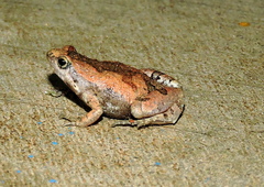 Microhyla