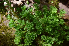 Sedum glaucophyllum