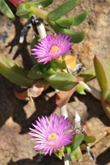 Ruschia rubricaulis