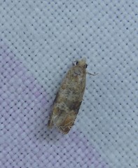 Lobesia xylistis