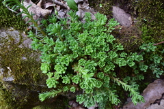 Sedum glaucophyllum