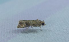 Lobesia xylistis