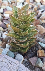 Aloe juvenna