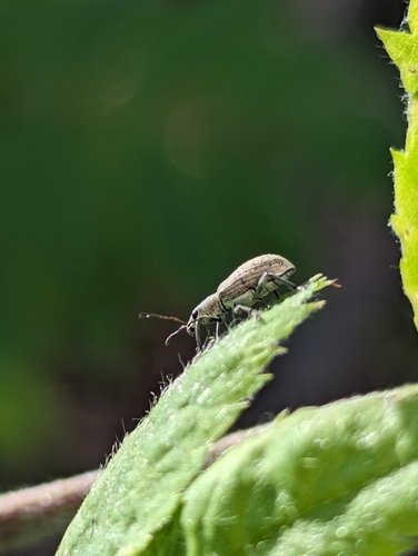 Deer Broad-nosed Weevil, 2553 TS The Hague, Netherlands, photo 8 of 10