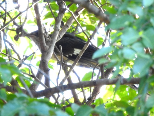 Levaillant's Cuckoo