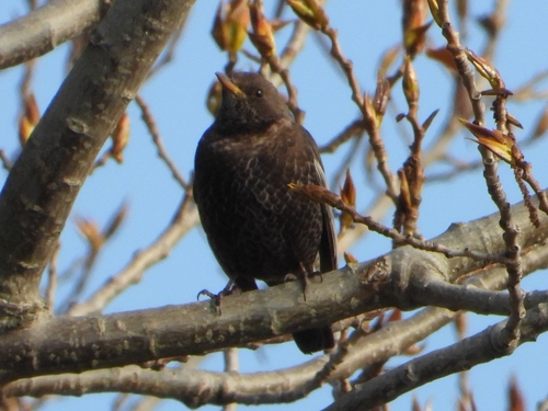 Ring Ouzel