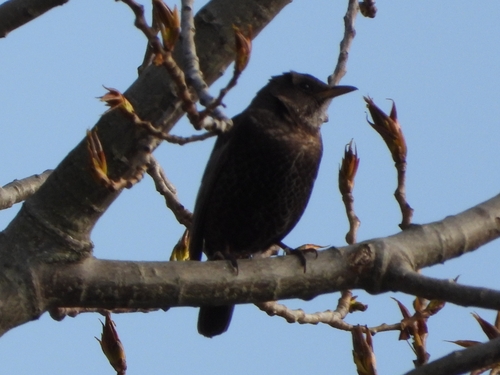 Ring Ouzel