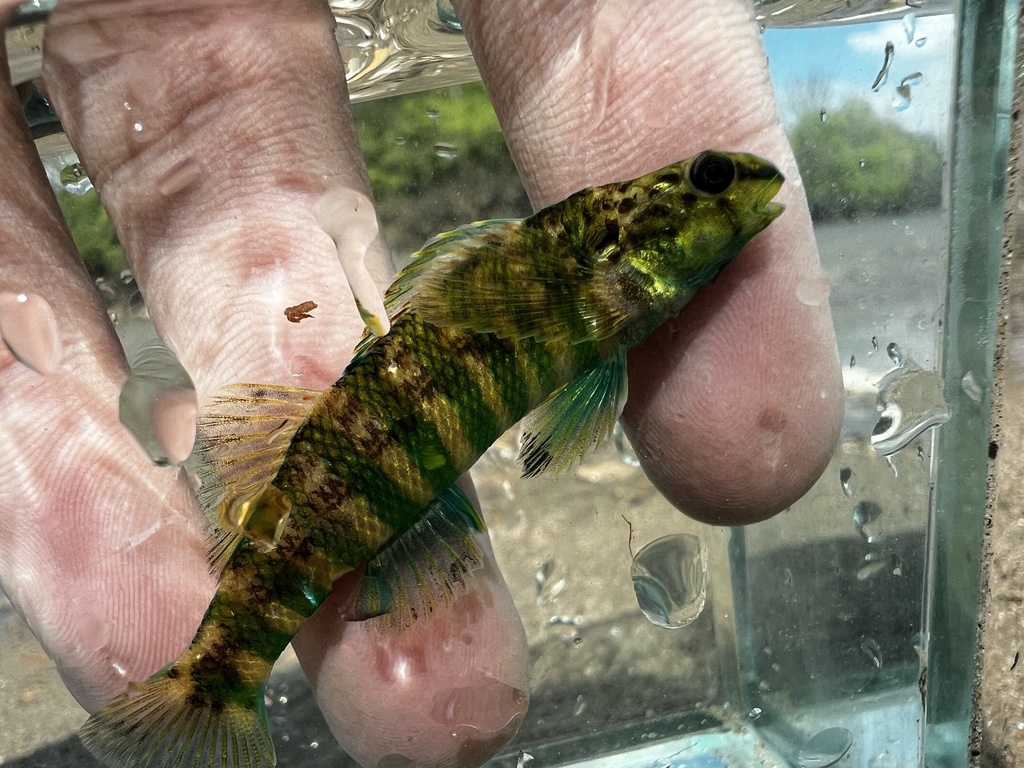 Banded darter from Little Miami River, Cincinnati, OH, US on April 24 ...