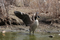 Branta canadensis