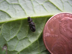 Tenebroides corticalis