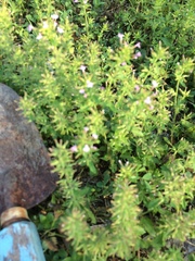 Hedeoma reverchonii