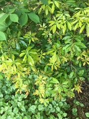 Pieris japonica