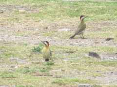 Colaptes melanochloros