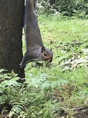 Sciurus carolinensis