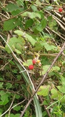 Rubus incanus