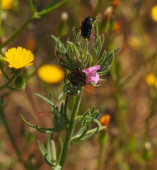 Misopates orontium