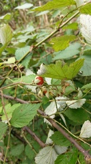 Rubus incanus