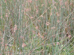 Schoenoplectus scirpoides