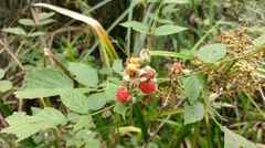 Rubus incanus