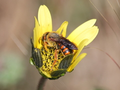 Rhodanthidium sticticum