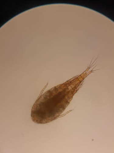 Representative image of Thermocyclops crassus