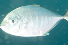 Craterognathus plagiotaenia
