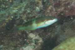 Thalassoma nigrofasciatum