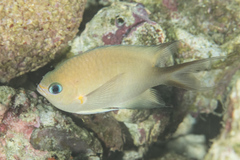 Pycnochromis amboinensis