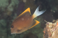 Ctenochaetus tominiensis