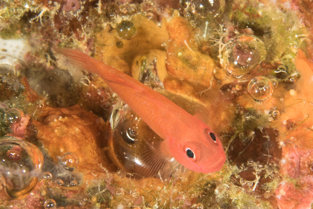 Pygmygobies