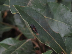Coccinellidae