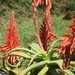 Aloe arborescens - Photo (c) Xirilo, μερικά δικαιώματα διατηρούνται (CC BY-NC), uploaded by Xirilo