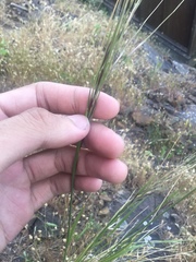 Nassella lepida
