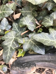 Hedera helix