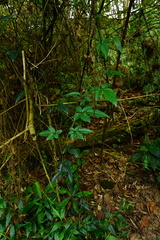 Causonis corniculata