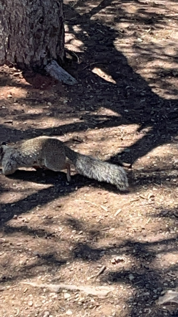 North American Rock Squirrels from Grand Canyon Village on April 24 ...