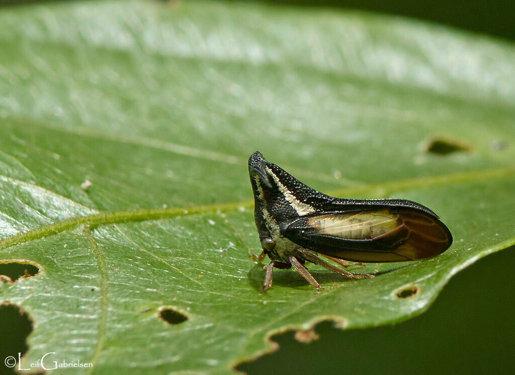 Bulbauchenia kurosawai