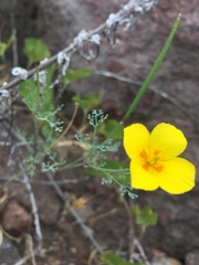Eschscholzia ramosa