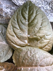 Pseuderanthemum alatum