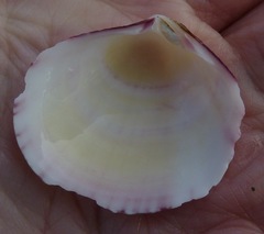 Semele rubropicta