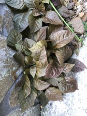 Pseuderanthemum alatum