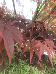 Acer palmatum