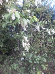 Prunus padus
