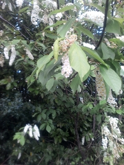 Prunus padus