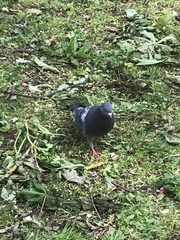 Columba livia domestica