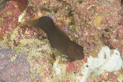 Cirripectes springeri