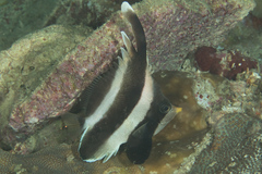 Heniochus chrysostomus