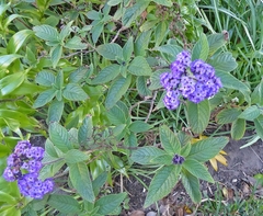 Heliotropium arborescens