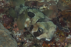 Diodon liturosus
