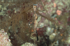 Solenostomus cyanopterus